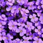 inthu Profile Picture